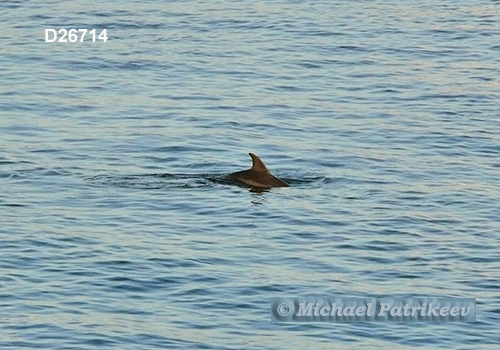 Common Bottlenose Dolphin (Tursiops truncatus)